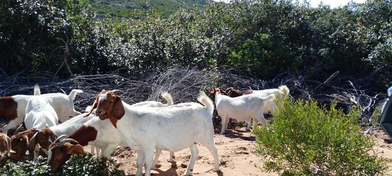 0 Bedroom Property for Sale in Gouritsmond Western Cape
